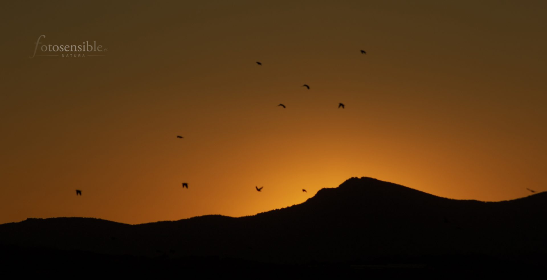 Estorninos al atardecer