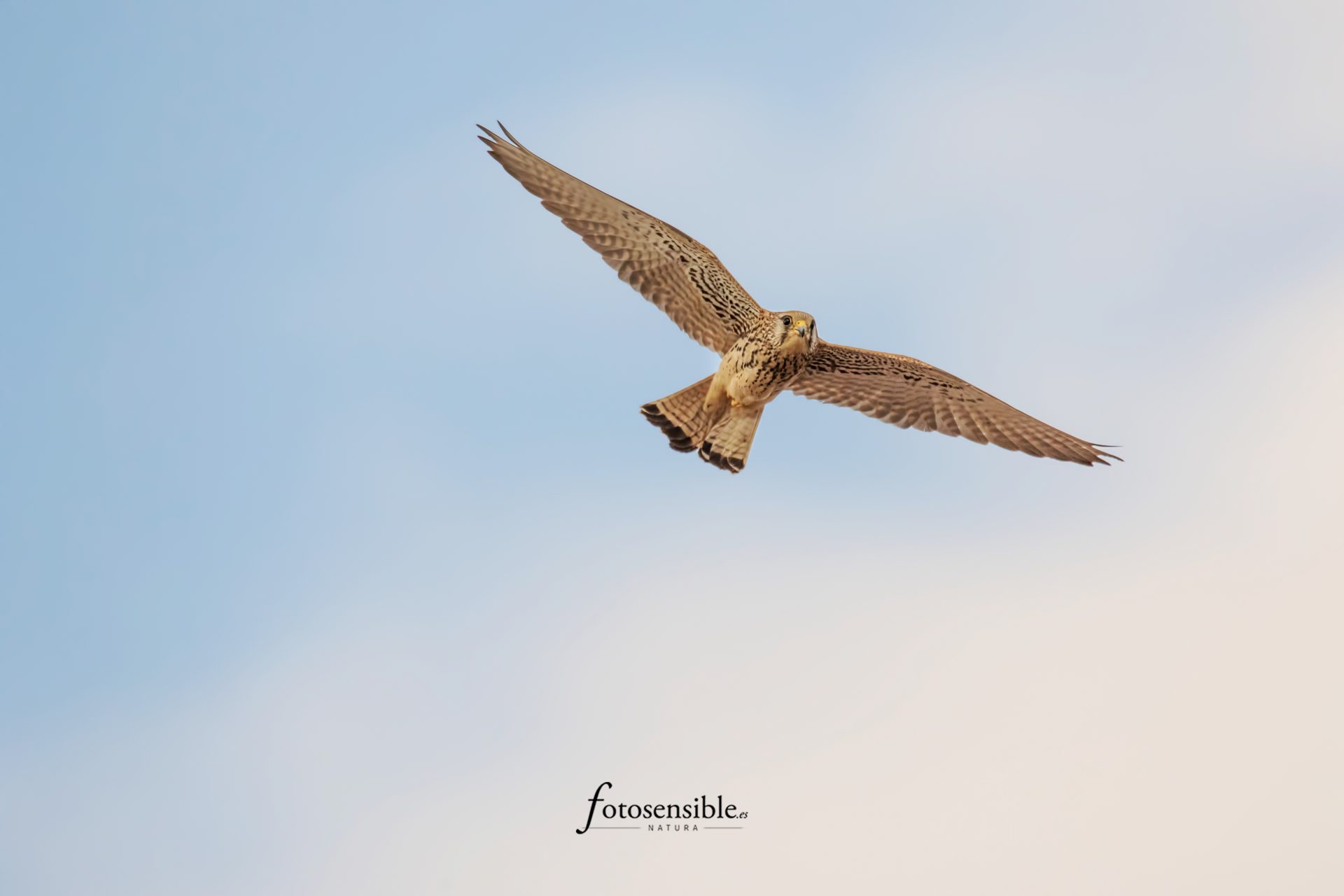 Hembra de cernícalo primilla (Falco naumanni)