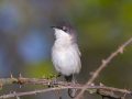 Curruca cabecinegra (Sylvia melanocephala)