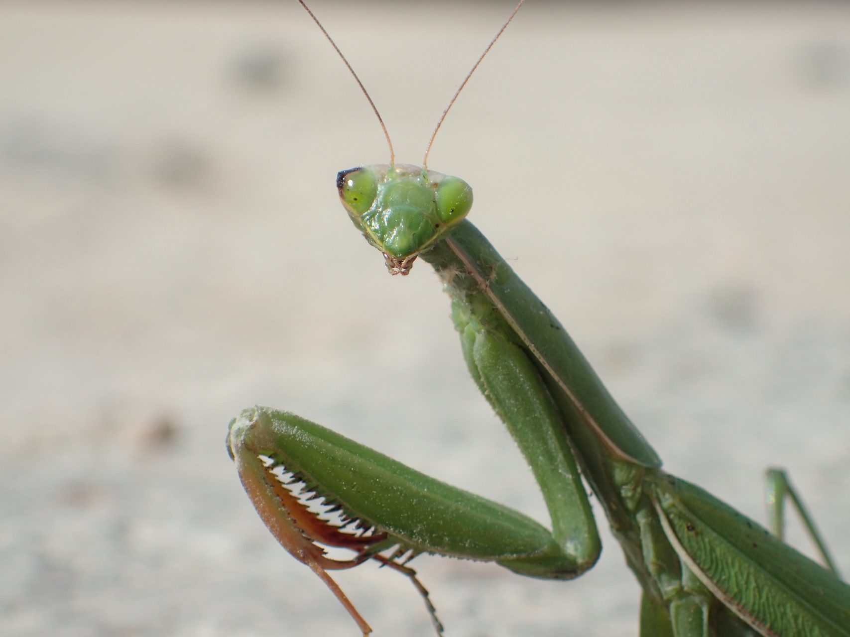 Mantis religiosa